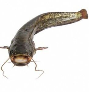 Catfish